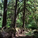 Nurse Log
