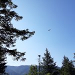 Osprey and Nest – Cape Corn