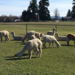 Alpacas in Field