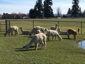 Alpacas in Field