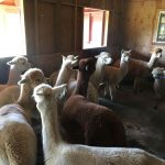 Alpacas in Barn