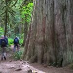 Giant Tree