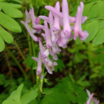 Beautiful Flower Along the Trail