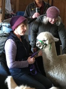 Alpaca with Owner Pam