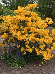 Gold Blossoms