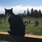 Cat on Fence