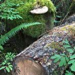 Huge Mushroom