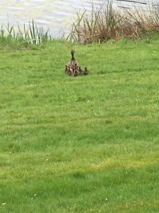 Mama and Baby Ducks