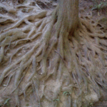 Interesting Root System