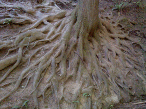 Interesting Root System
