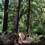 Nurse Log