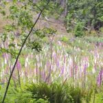 Foxglove Field