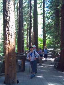 Hikers in the Redwood Section