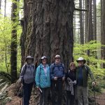 Hikers in Front of Huge Tree