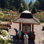 Entering the Rose Garden