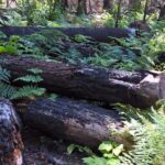 Charred Trees on Ground