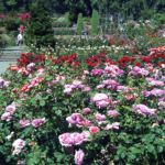 Rose Garden